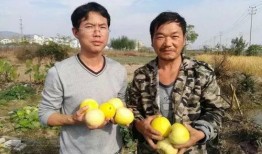 青岛吃瓜行动