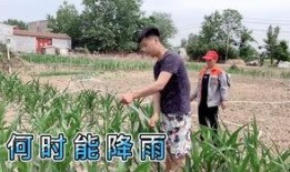 梦见浇地偷瓜吃,浇地偷瓜，揭秘潜意识中的田园幻想