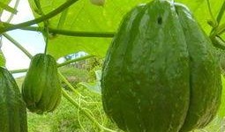 扶手瓜怎么吃止咳,天然养生佳品揭秘