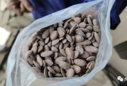 吃瓜13号,一场网络热议背后的真相