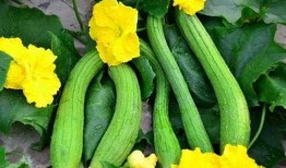 姣瓜怎么吃,解锁美味新体验