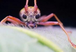 瓜哥吃瓜昆虫图片,昆虫世界里的美食奇观