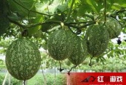 吃吊瓜什么好处,揭秘吃吊瓜的五大益处