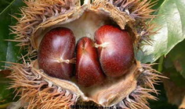 莱芜吃大瓜,吃大瓜，畅享清凉时光