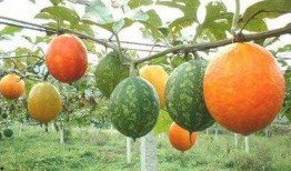 吃吊瓜什么好处,揭秘吃吊瓜的五大益处