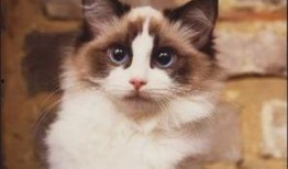 布偶可以吃网纹瓜吗,网纹瓜可否成为其美食？