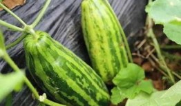 打架吃瓜什么意思