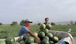 博山吃瓜攻略,解锁鲁中山城特色吃瓜攻略