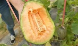 吃网红绿瓜哈密瓜