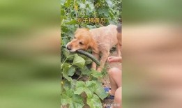 狗子站树上吃瓜,狗子站树上吃瓜的欢乐瞬间