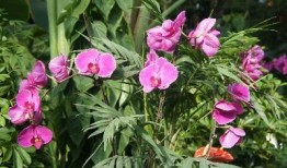 防火吃瓜,揭秘网络谣言背后的真相与应对策略