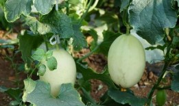 看瓜和吃瓜的古诗有哪些,品读古典诗词中的“看瓜”与“吃瓜”