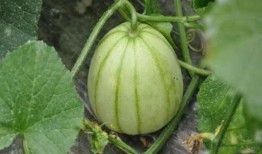 亭林雪瓜怎么吃减肥