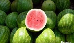 魏县吃瓜季节,夏季吃瓜季的欢乐盛宴