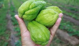 瓜哥吃的是啥瓜,揭秘他钟爱的神秘瓜类