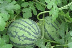 孕妇可以吃丰收瓜