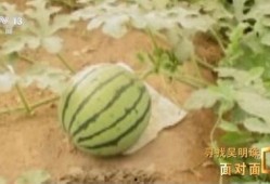 新疆吃瓜在哪看,揭秘最佳观瓜胜地