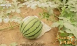 新疆吃瓜在哪看,揭秘最佳观瓜胜地