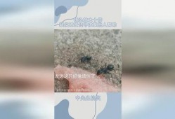 蚂蚁会吃瓜么,揭秘蚂蚁吃瓜之谜