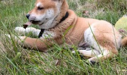 土狗吃瓜吃糖图片,萌态十足！