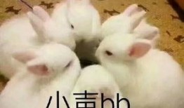 斗图兔子吃瓜,欢乐无限