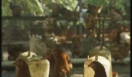 溜达鸡吃瓜,揭秘农村生活的趣味瞬间