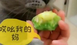 猫咪可以吃小凤瓜不,小凤瓜的妙用