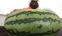 什么叫大家瓜吃