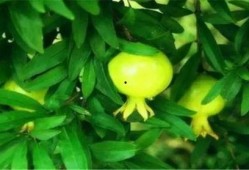 会理吃瓜视频,揭秘当地特色美食与风土人情