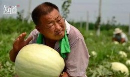 吃瓜群众挑瓜方法