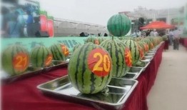 贺兰吃瓜,揭秘娱乐圈背后的那些事儿