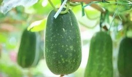 吃瓜要横着吃的说说,揭秘娱乐圈那些不为人知的秘密