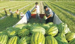 瓜地吃瓜风格的照片,夏日清凉瞬间