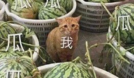 法国留学圈吃瓜,揭秘那些不可不知的“吃瓜”趣事