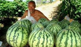 康平路椒江吃瓜,夏日吃瓜盛宴，畅享清凉时光