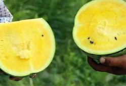 吃瓜暴甜恋,爱情甜蜜如蜜