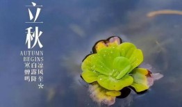 立秋云吃瓜,立秋云朵下的瓜香盛宴