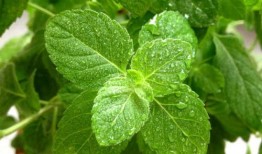 吃瓜叶子的飞虫,揭秘吃瓜叶子的神秘世界