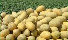 哈密瓜和蛋一起吃吗,营养美味两不误