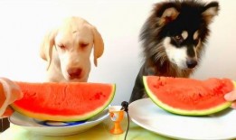 抖音吃瓜吧,揭秘热门事件背后的真相与笑料