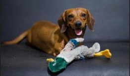 狗狗吃瓜消化吗,消化之谜大揭秘