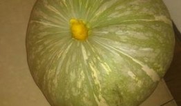 吃瓜都有啥类型,揭秘各类“瓜”的丰富内涵与趣味