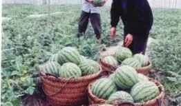文化公园里吃瓜,一场味蕾与文化的盛宴