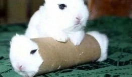 温颜吃瓜大白,大白带你领略娱乐圈的欢乐与八卦