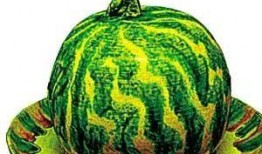 古代觉醒吃瓜