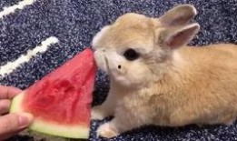 兔子吃蓬瓜,兔子们的美食之旅