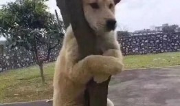 狗子站树上吃瓜,狗子站树上吃瓜的欢乐瞬间