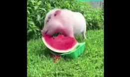小猪吃瓜,趣味盎然的田园生活趣事