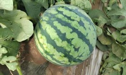 吃红瓜,探寻传统佳肴的独特魅力