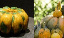 回观吃瓜,揭秘娱乐圈幕后真相